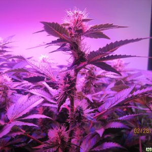 Blue Mystic Day 28 flower, OG Kush day 35 veg