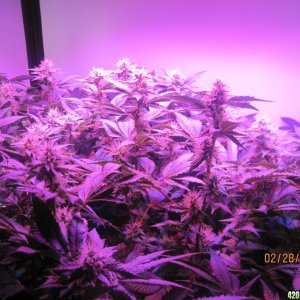 Blue Mystic Day 28 flower, OG Kush day 35 veg