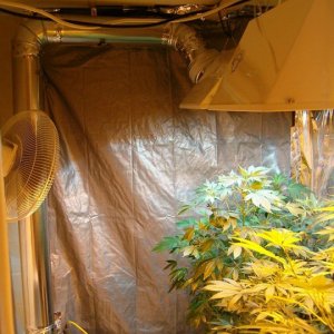 A grow room