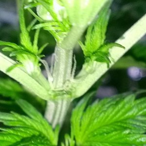 Day 1 Flowering - Fruit Auto