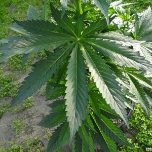 GrandPowKush Fan Leaf