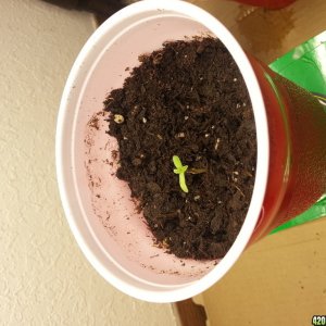 seedling 1