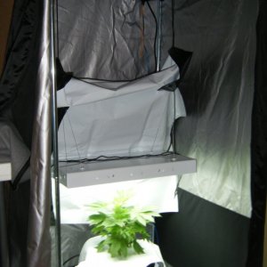 122_mother_growing_in_drying-tent