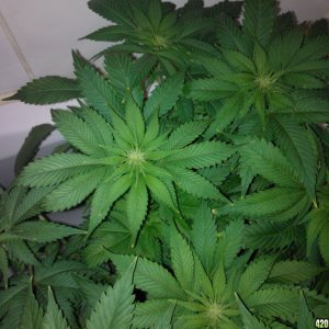 g13 2 weeks floweing