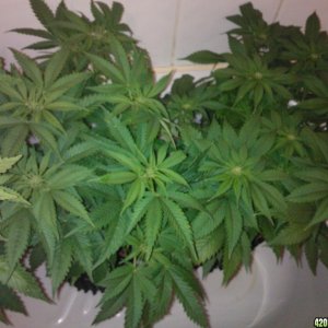 g13 ktrain 2 weeks floweing