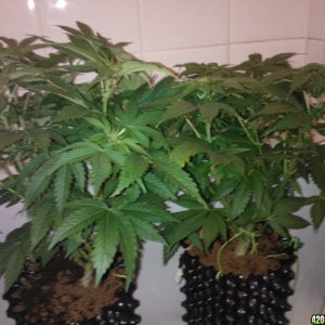 g13 2 weeks floweing