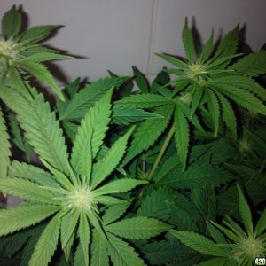 g13  2 weeks floweing