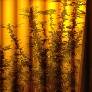 Are plants looking alright tips for swelling and growing