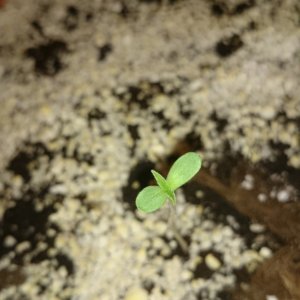 auto haze sprout