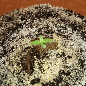 auto haze sprout