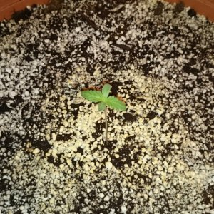 auto haze sprout