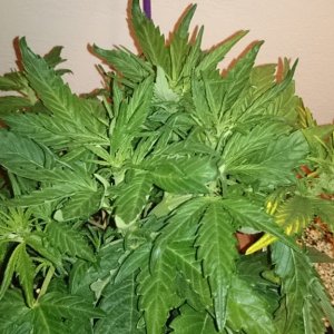 flowering auto haze