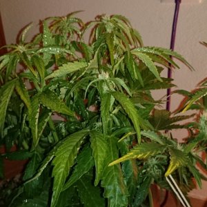 flowering auto haze