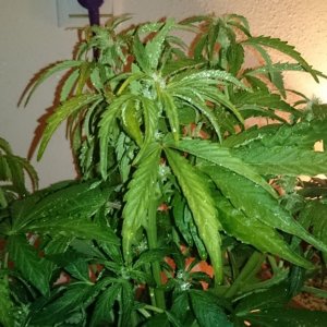 flowering auto haze