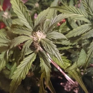 flowering auto haze