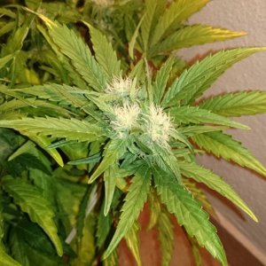 flowering auto haze