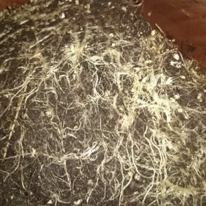 auto haze roots