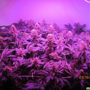 Blue Mystic Day 38 flower, OG Kush day 45 veg