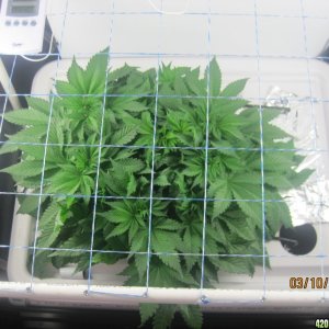 Blue Mystic Day 38 flower, OG Kush day 45 veg