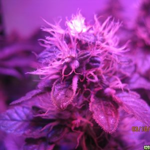 Blue Mystic Day 38 flower, OG Kush day 45 veg