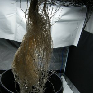 140_mother_roots_day52