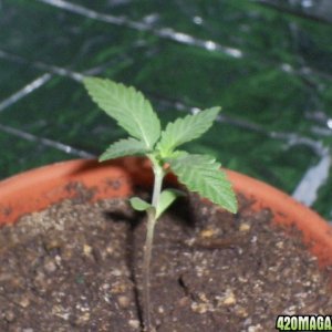 bubba kush seedling