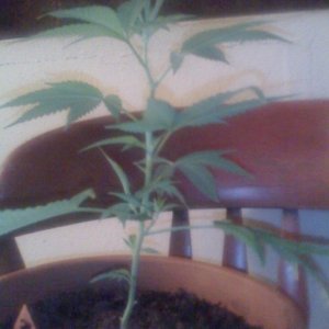 White Widow Clone