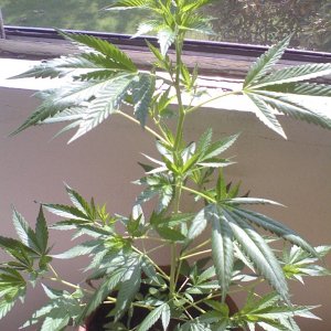 White Widow Clone