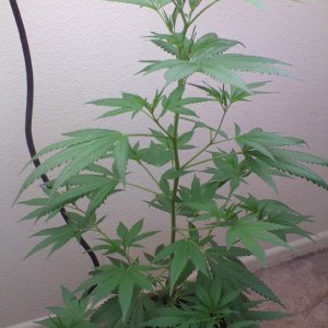 White Widow Clone