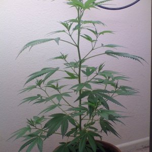 White Widow Clone