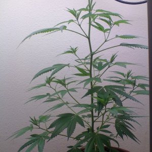 White Widow Clone