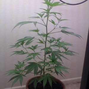 White Widow Clone