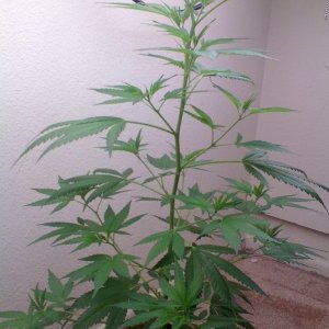 White Widow Clone