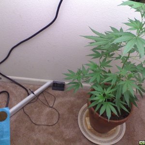 White Widow Clone