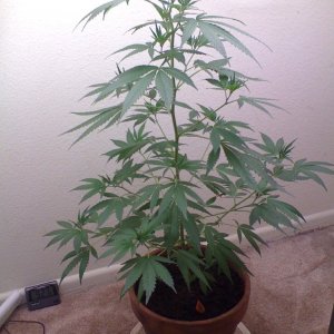 White Widow Clone