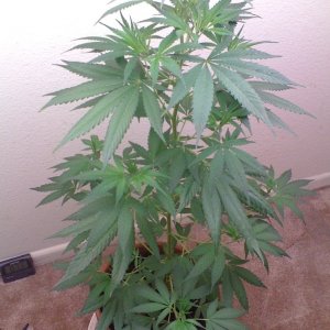 White Widow Clone