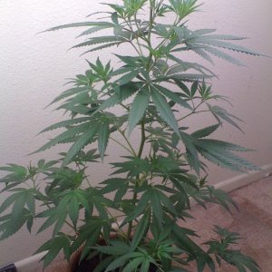 White Widow Clone