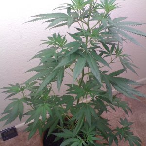 White Widow Clone