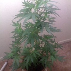 White Widow Clone