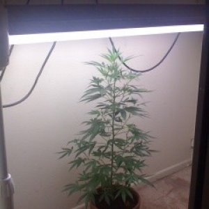 White Widow Clone