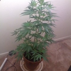 White Widow Clone