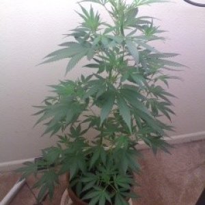 White Widow Clone