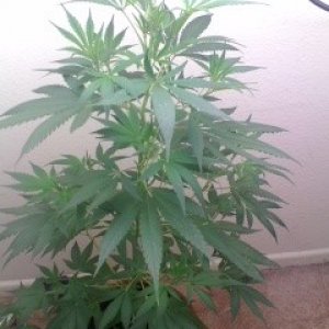 White Widow Clone