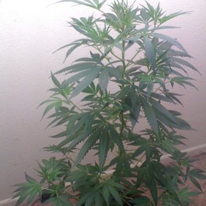 White Widow Clone