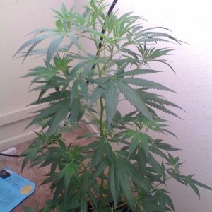 White Widow Clone