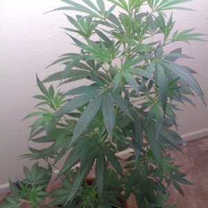 White Widow Clone