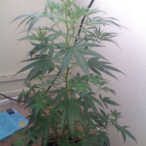 White Widow Clone