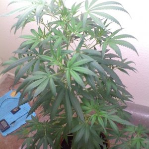 White Widow Clone