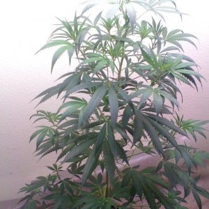 White Widow Clone