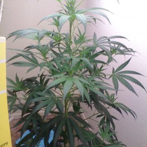 White Widow Clone